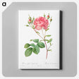 アートパネル-Rosa Centifolia Anglica Rubra
 - クリーブランド美術館 Canvas.
