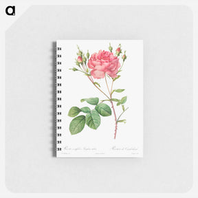アートメモ帳-Rosa Centifolia Anglica Rubra
 - クリーブランド美術館 Memo.