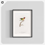 1-35_Des-Oiseaux-de-Paradis_blk