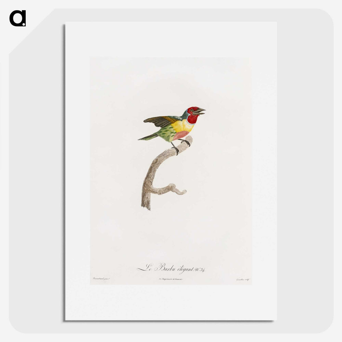1-35_Des-Oiseaux-de-Paradis_picture