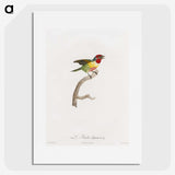 1-35_Des-Oiseaux-de-Paradis_picture