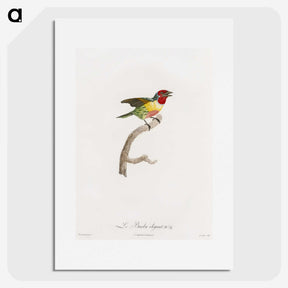 1-35_Des-Oiseaux-de-Paradis_picture