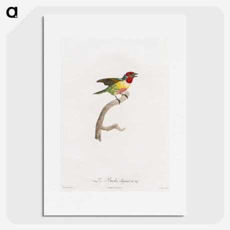 1-35_Des-Oiseaux-de-Paradis_picture