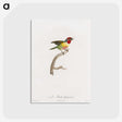 1-35_Des-Oiseaux-de-Paradis_postcard