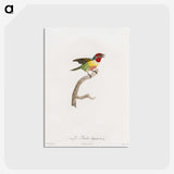 1-35_Des-Oiseaux-de-Paradis_postcard