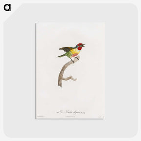 1-35_Des-Oiseaux-de-Paradis_postcard