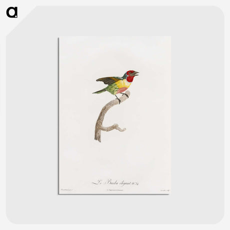 1-35_Des-Oiseaux-de-Paradis_postcard