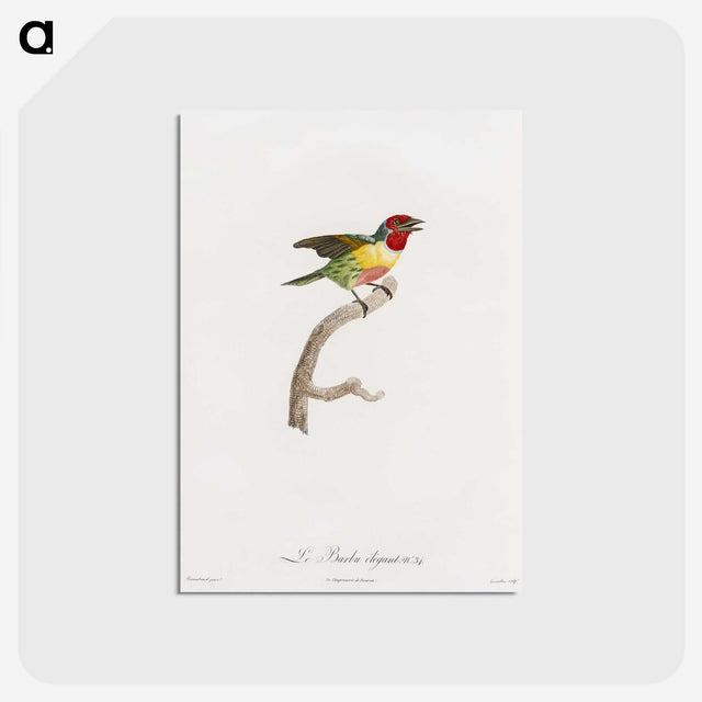 1-35_Des-Oiseaux-de-Paradis_postcard