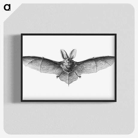 1-35_Ernst-Haeckel_blk-crop
