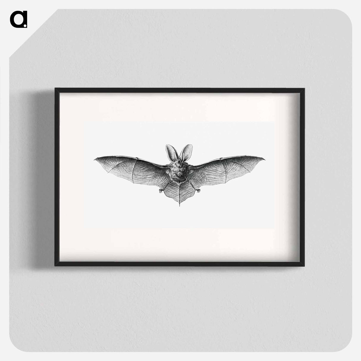 Vintage bat illustration on white background - エルンスト ヘッケル Poster.