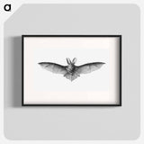 Vintage bat illustration on white background - エルンスト ヘッケル Poster.
