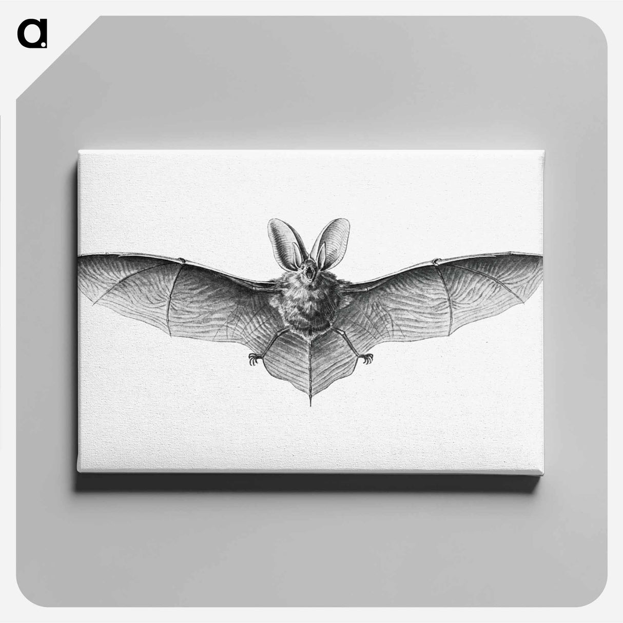 Vintage bat illustration on white background - エルンスト ヘッケル Canvas.