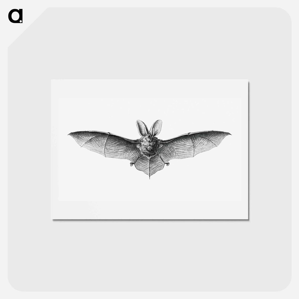 アートポストカード-Vintage bat illustration on white background - エルンスト ヘッケル Postcard.
