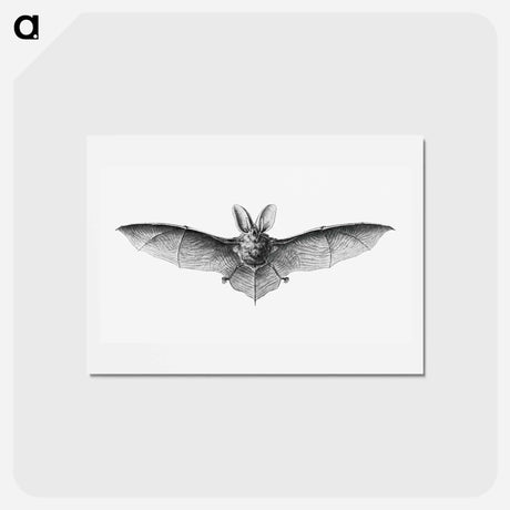 アートポストカード-Vintage bat illustration on white background - エルンスト ヘッケル Postcard.