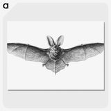 1-35_Ernst-Haeckel_picture-crop