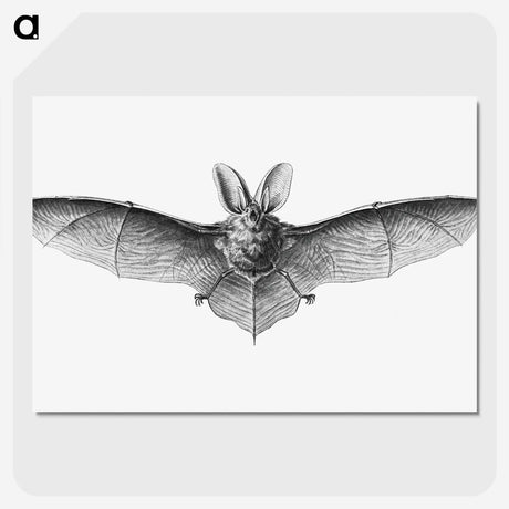 1-35_Ernst-Haeckel_picture-crop