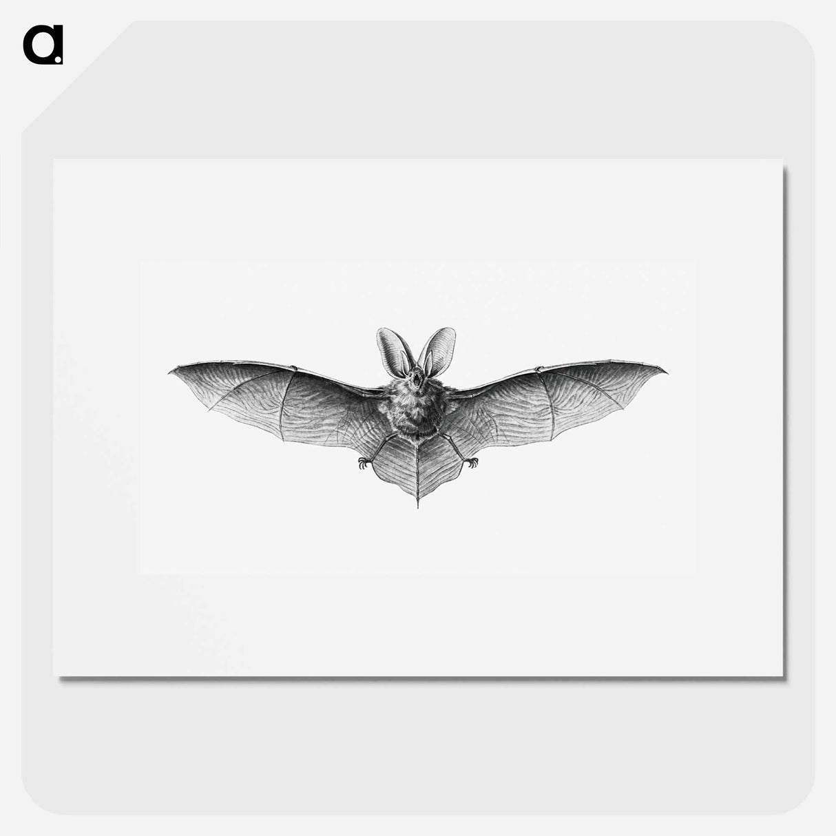 Vintage bat illustration on white background - エルンスト ヘッケル Poster.