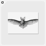 アートポストカード-Vintage bat illustration on white background - エルンスト ヘッケル Postcard.