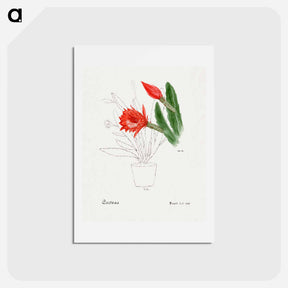 アートポストカード-Orchid Cactus
 - サボテン科 Postcard.