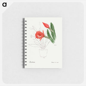 アートメモ帳-Orchid Cactus
 - サボテン科 Memo.