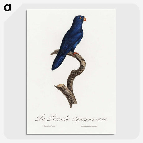 1-35_Francois-Levaillant_picture-crop