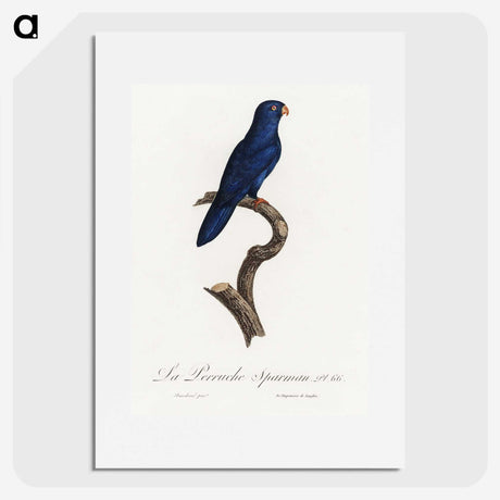 1-35_Francois-Levaillant_picture