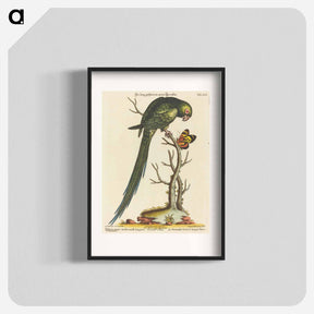 アートポスター-Psittacus Minor Viridis
 - ジョージ エドワーズ Poster.