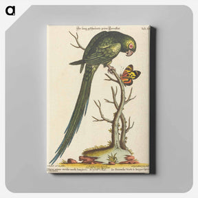 アートパネル-Psittacus Minor Viridis
 - ジョージ エドワーズ Canvas.