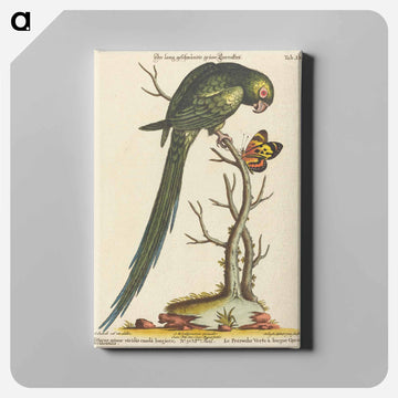 Psittacus Minor Viridis
 - ジョージ エドワーズ Canvas.