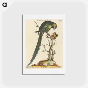アートポストカード-Psittacus Minor Viridis
 - ジョージ エドワーズ Postcard.