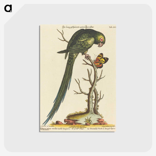 小型緑色インコ - ジョージ エドワーズ Postcard.