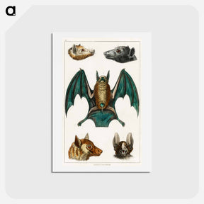 アートポストカード-Bats from Goldsmith's Animated Nature
 - ゴールドスミスの生き生きとした自然 Postcard.