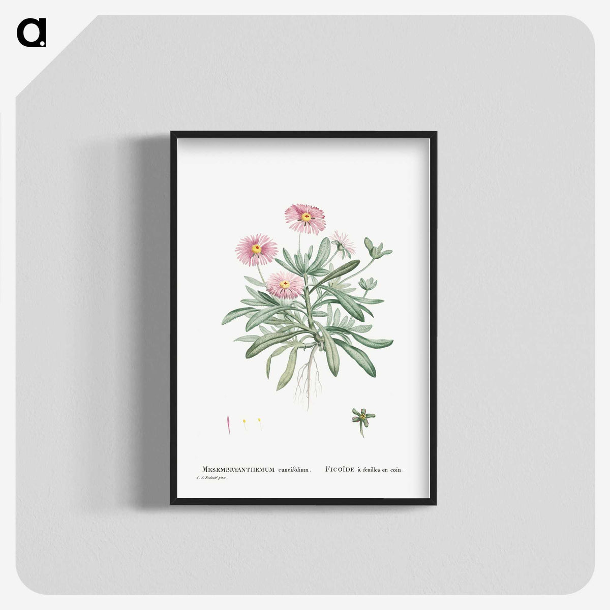1-35_Histoire-des-Plantes-Grasses_blk-crop