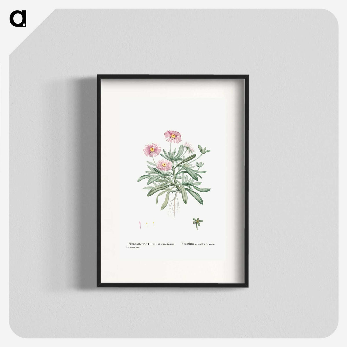 1-35_Histoire-des-Plantes-Grasses_blk