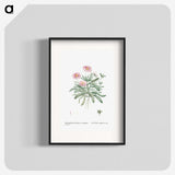 1-35_Histoire-des-Plantes-Grasses_blk