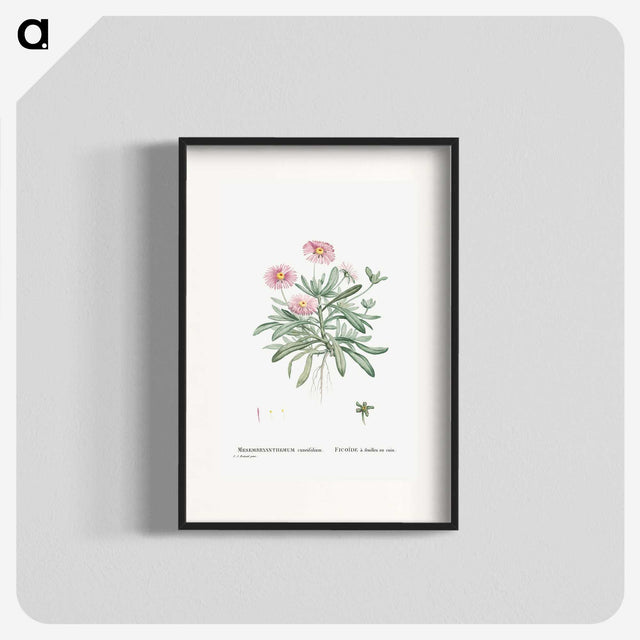 1-35_Histoire-des-Plantes-Grasses_blk