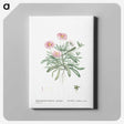 1-35_Histoire-des-Plantes-Grasses_canvas