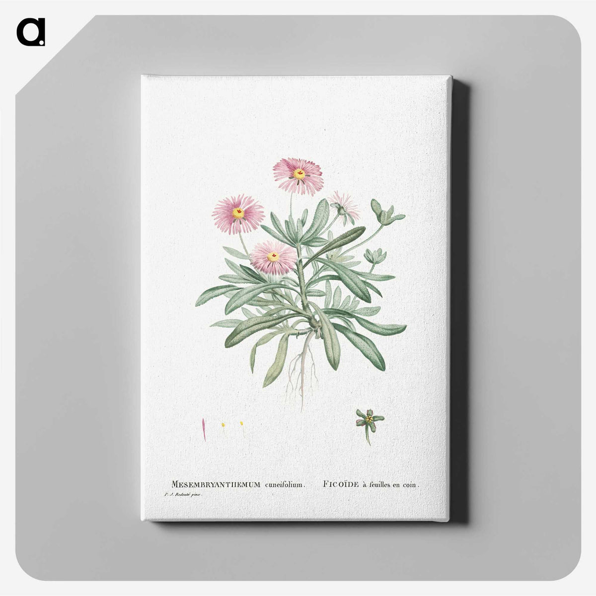 1-35_Histoire-des-Plantes-Grasses_canvas