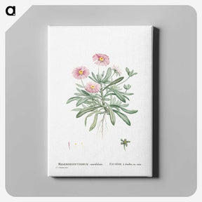 1-35_Histoire-des-Plantes-Grasses_canvas