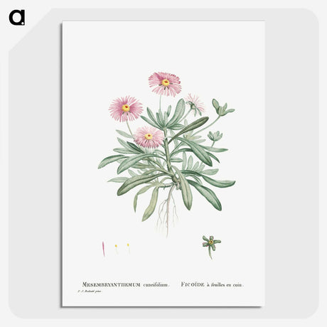 1-35_Histoire-des-Plantes-Grasses_picture-crop