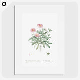 1-35_Histoire-des-Plantes-Grasses_picture