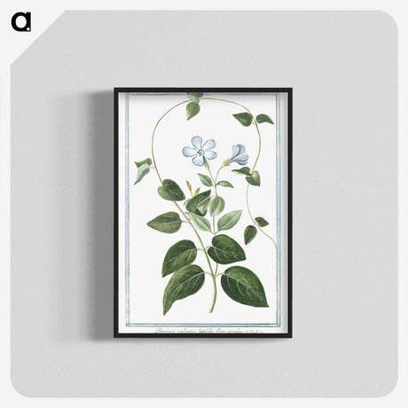 1-35_Hortus-Romanus-Botanical-Plates_blk-crop