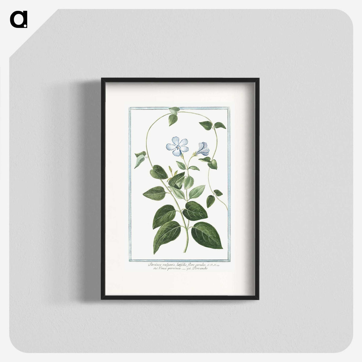 1-35_Hortus-Romanus-Botanical-Plates_blk