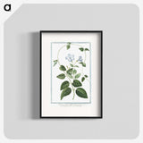 1-35_Hortus-Romanus-Botanical-Plates_blk