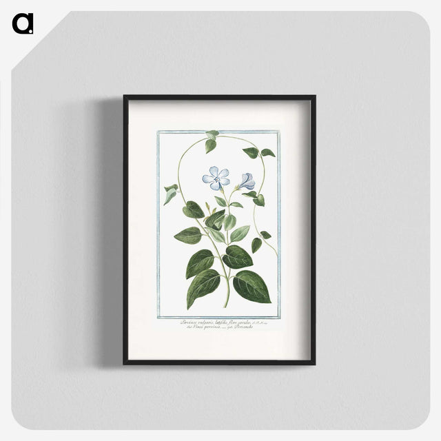 1-35_Hortus-Romanus-Botanical-Plates_blk