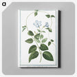 1-35_Hortus-Romanus-Botanical-Plates_canvas