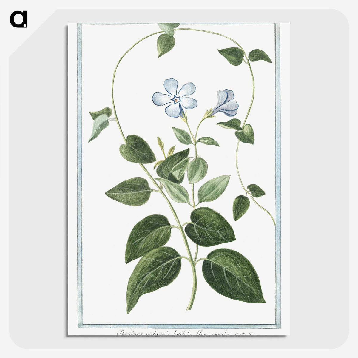 1-35_Hortus-Romanus-Botanical-Plates_picture-crop