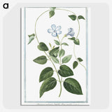 1-35_Hortus-Romanus-Botanical-Plates_picture-crop