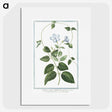 1-35_Hortus-Romanus-Botanical-Plates_picture