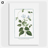 1-35_Hortus-Romanus-Botanical-Plates_picture